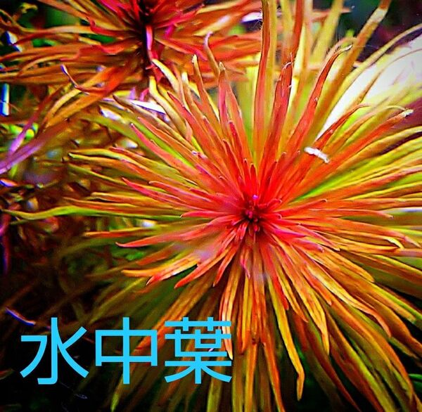 2本パンタナル レッド ピンネイト♪ 無農薬 水中葉 ★同梱で2品目以降200円ずつお値引き (ルドウィジア ルドヴィジア )