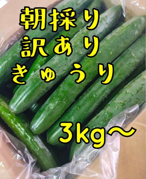 訳ありきゅうり 3キロ 宮崎県産 農家直送 朝採り