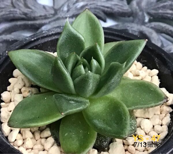 安心の大苗 【名無しっ子】5.5cm苗 多肉植物