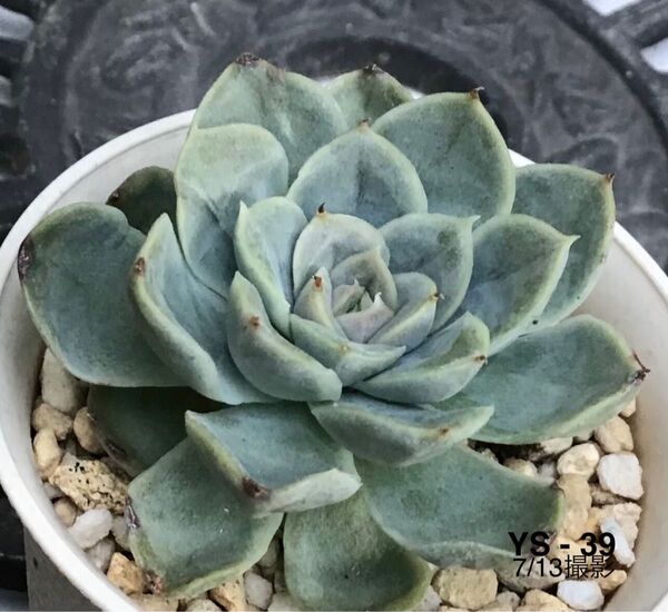 安心の大苗 【サラヒメ×ザラゴーザ】5.5cm苗 多肉植物 エケベリア