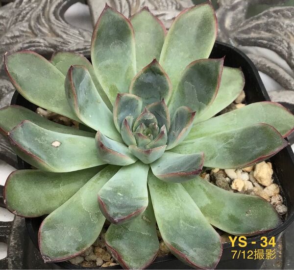 安心の特大苗【花うらら】10cm苗 多肉植物 エケベリア