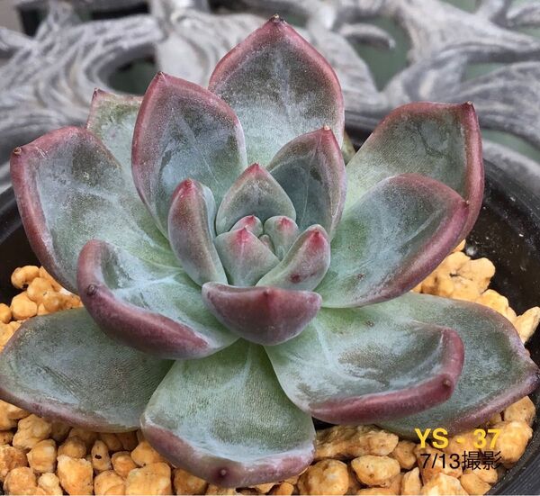 安心の大苗 【雪花のシャンパン】6cm苗 多肉植物 エケベリア