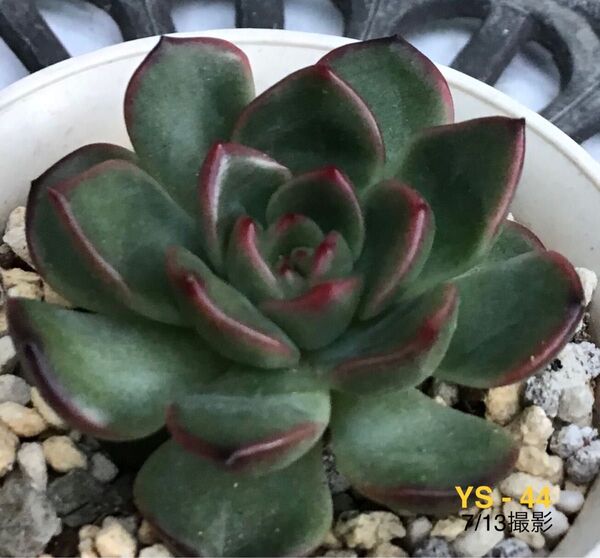 安心の大苗 【オレンジプリン】5cm苗 多肉植物 エケベリア