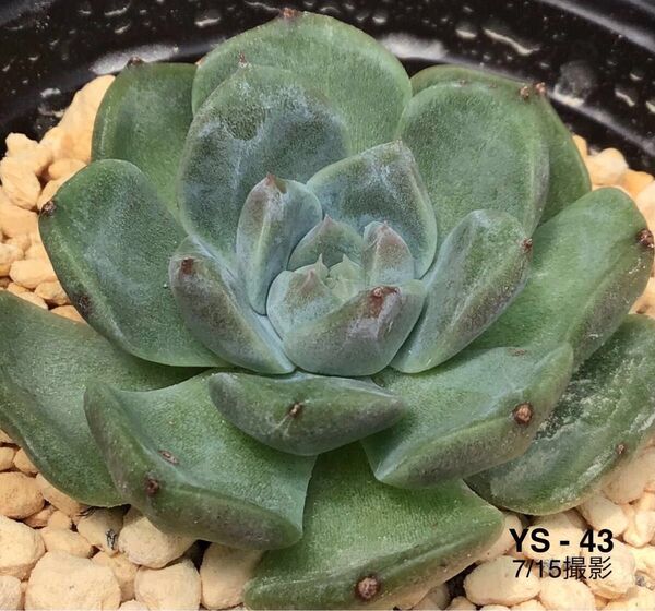 安心の大苗 【彩恋】4.5cm苗 多肉植物 エケベリア