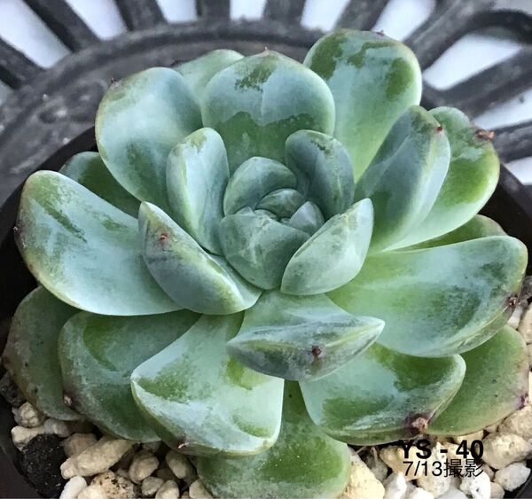 安心の大苗 【エレガンスドリーム】6cm苗 多肉植物 エケベリア