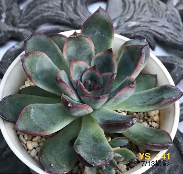 安心の大苗 【コスタ】6.5cm苗 多肉植物 エケベリア