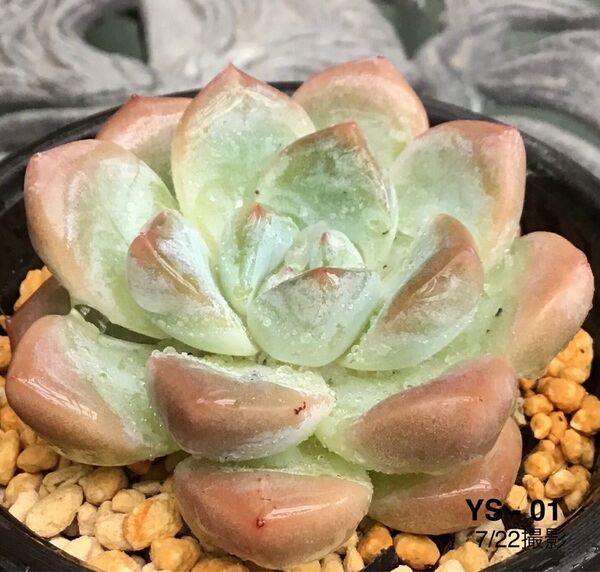 安心の大苗 【アツユメ】 6cm苗 多肉植物 エケベリア