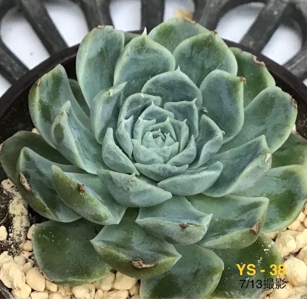 安心の大苗 【アテナ】6cm苗 多肉植物 エケベリア