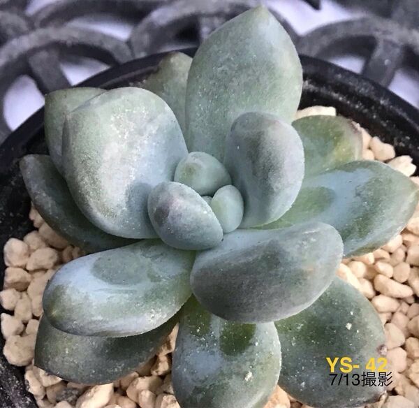 安心の大苗 【パルファム】5.5cm苗 多肉植物 エケベリア