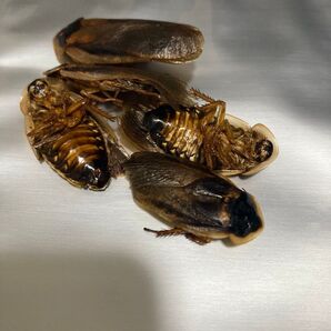 乾燥デュビア 30g 成虫サイズ