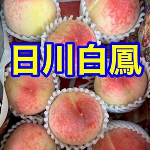 【和歌山県産★日川白鳳 】約1.2kg ご家庭用 5〜8玉 2,500円