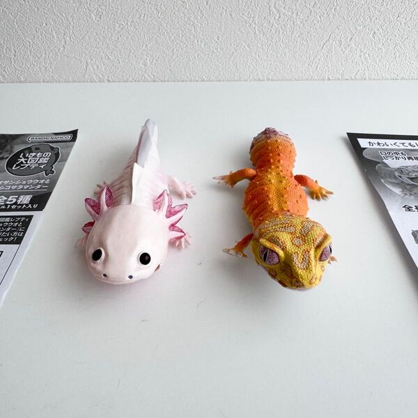 いきもの大図鑑レプティ メキシコサラマンダー / レオパードゲッコー