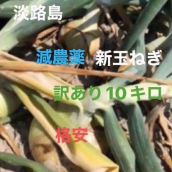 玉ねぎ 格安 訳あり 淡路島産 たまねぎ 10キロ 減農薬