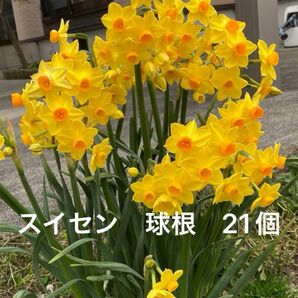 黄色房咲き水仙 球根 21個