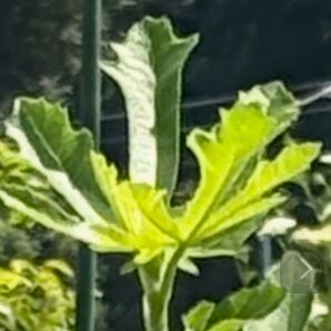 無花果 いちじくの葉 300g