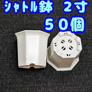 プラ鉢 シャトル鉢【2寸】50個 八角鉢 スリット鉢 プレステラ 多肉植物 2号鉢相当