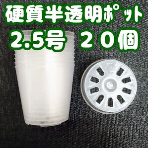 プラ鉢 硬質半透明ポリポット 2.5号 7.5cm 20個 多肉植物 プレステラ