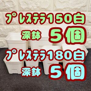 プレステラ深鉢150&180 白各5個 プラ鉢スリット鉢 多肉植物
