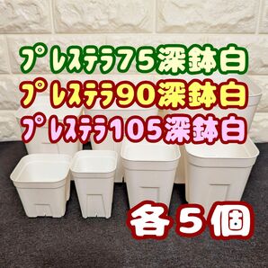 プレステラ深鉢75&90&105 白各5個 プラ鉢スリット鉢 多肉植物