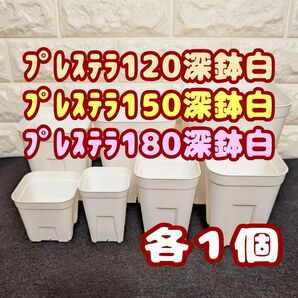 プレステラ深鉢120&150&180 白 各1個 プラ鉢スリット鉢 多肉植物