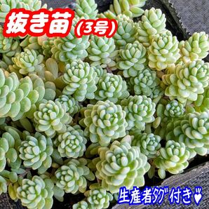 マジョール【抜き苗】3号モリモリ♪多肉植物 セダム 紅葉 プラ鉢 プレステラ (カット苗の出品もあります♪)