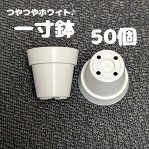 一寸鉢(白) 50個セット 1号鉢 1号ポット 1号プラ鉢 プレステラ