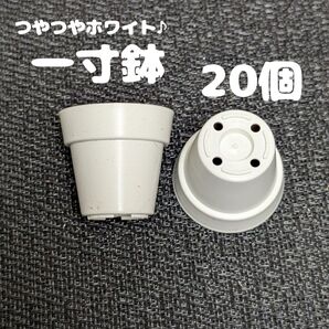 一寸鉢(白) 20個セット 1号鉢 1号ポット 1号プラ鉢 プレステラ