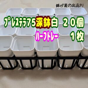 《プレステラ75深鉢白20個+ハーフトレー1枚》プラ鉢 スリット鉢 多肉植物