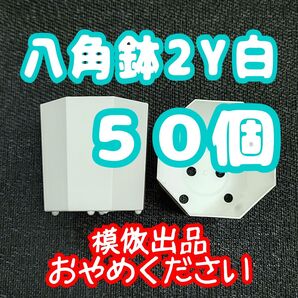 《2Y》カネヤ 八角鉢 白 50個 プラ鉢 多肉植物 プレステラ