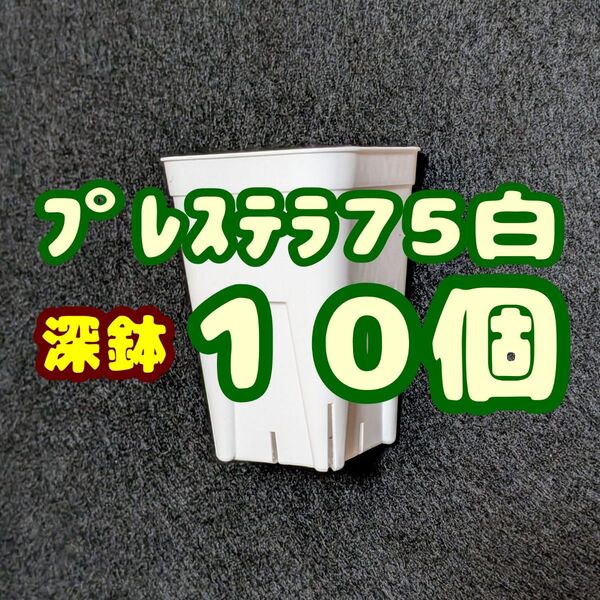 プレステラ深鉢75 白 10個 プラ鉢 スリット鉢 多肉植物