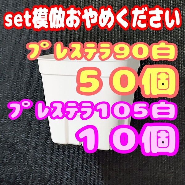《プレステラ》90白50個・105白10個 多肉植物 プラ鉢 スリット鉢 植木鉢
