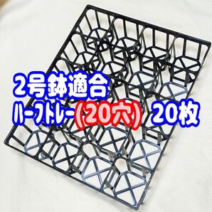 【システムトレー:ハーフ】20枚! 2号鉢相当 プラ鉢 スリット鉢 プレステラ 多肉植物 八角鉢2Y対応可