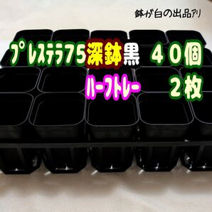 《プレステラ75深鉢黒40個+ハーフトレー2枚》プラ鉢 スリット鉢 多肉植物
