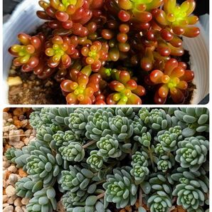 レッドベリー10カット & マジョール30カット 多肉植物 セダム 紅葉 プレステラ プラ鉢