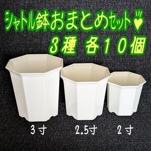 シャトル鉢おまとめセット♪ 【2寸・2.5寸・3寸 各10個】プラ鉢 八角鉢 スリット鉢 プレステラ 多肉植物