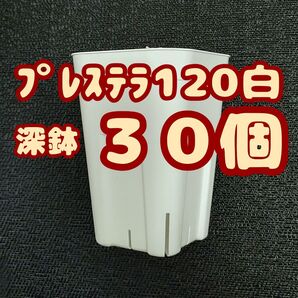 プレステラ深鉢120 白 30個 プラ鉢 スリット鉢 多肉植物