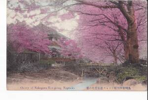 手彩色　長崎　中川郷　カルルス温泉　桜花の景