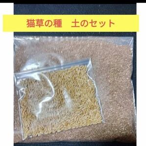 猫草の種80g+猫草の土1200ccのセット 翌日発送!無農薬の猫草の種
