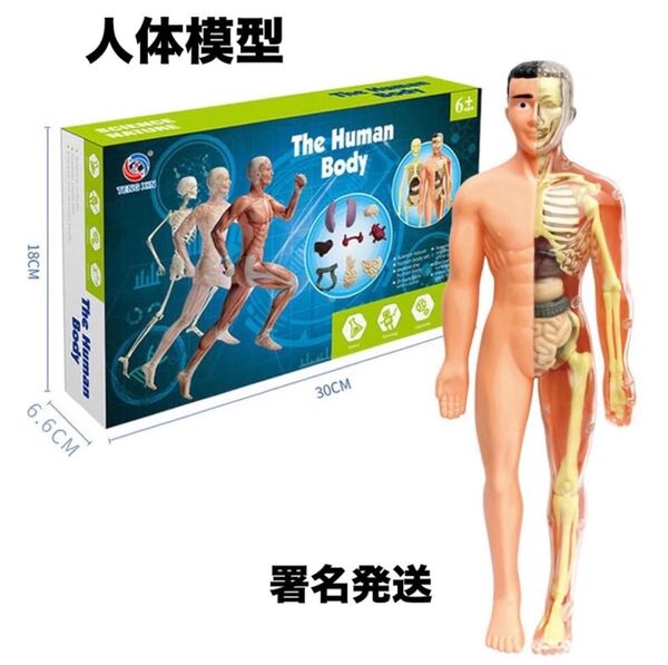 知育玩具 パズル 人体模型 ミニモデル 人体骨格 ミニサイズ 教育 STEAM