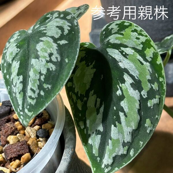 【抜き苗匿名発送10】スキンダプサス トリカラー ダークフォーム 増殖株