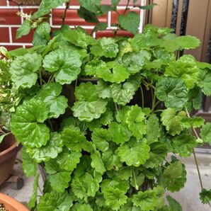山野草 生薬 カキドオシの苗 10株
