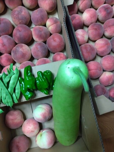 無農薬野菜詰め合わせ、夕顔、桃白鳳ヤーコンゴーヤ、等5キロ