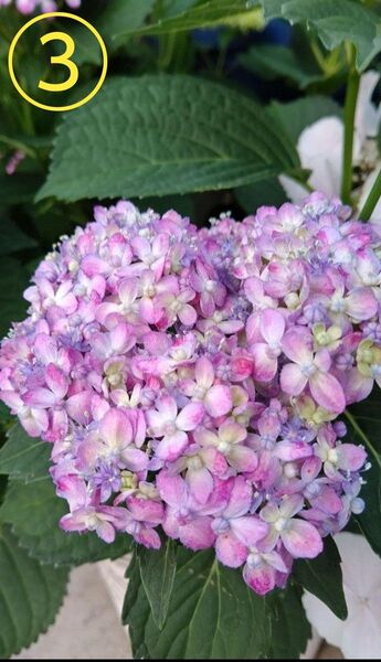 山紫陽花 三河千鳥 ミカワチドリ 根付き苗③ ネコポス