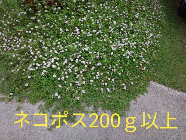 ヒメイワダレソウ カット苗 200グラム以上