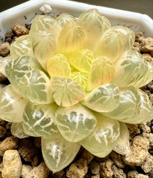 多肉植物 ハオルチア 特ダルマオブツーサ錦 舞姫 糊斑