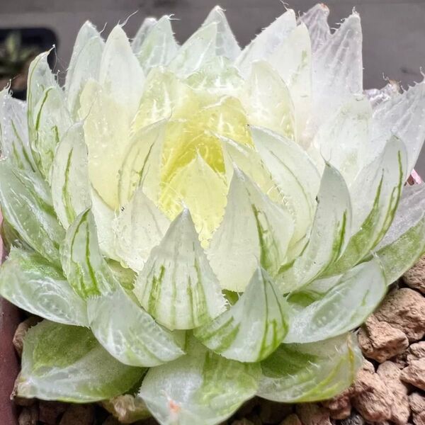 多肉植物 ハオルチア 桜水晶オブツーサ錦 糊斑