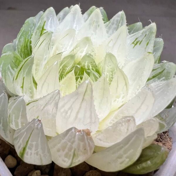 多肉植物 ハオルチア 桜水晶オブツーサ錦 糊斑