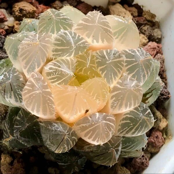 多肉植物 ハオルチア 秋祭りオブツーサ錦 糊斑 全面窓 超美品