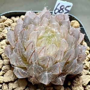 多肉植物 ハオルチア 変異型エメラルドLED 自家繁殖 糊斑