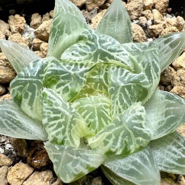 多肉植物 ハオルチア 白斑オブツーサ錦 変異系 自家繁殖 糊斑